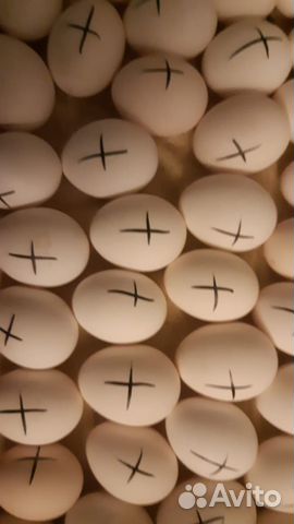 Инкубационное яйцо от породных кур