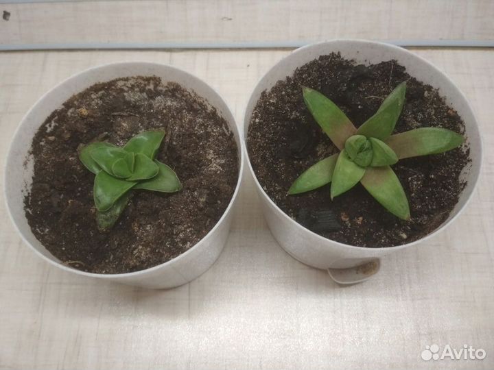 Крассула спрингтайм и хавортия ладьевидная