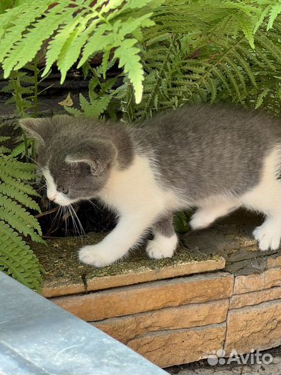 Котята в добрые руки. Полтора месяца, кушают сами