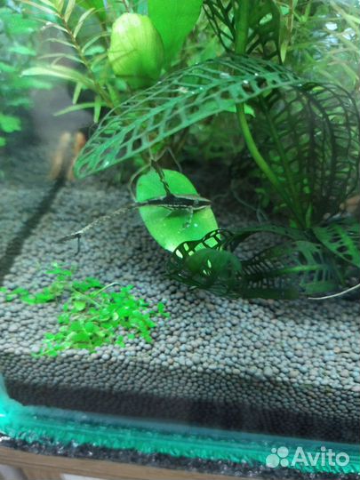 Стурисома панамская