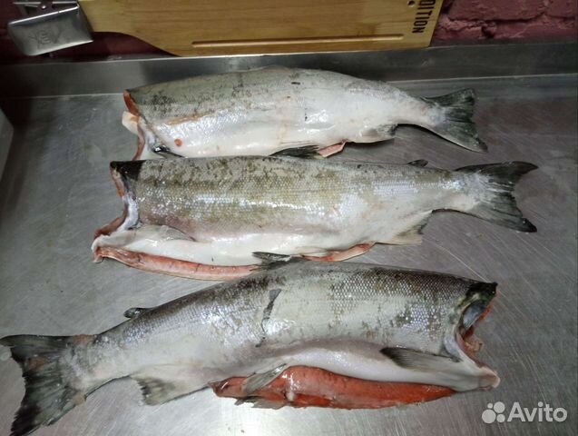 Кижуч лосось Камчатка