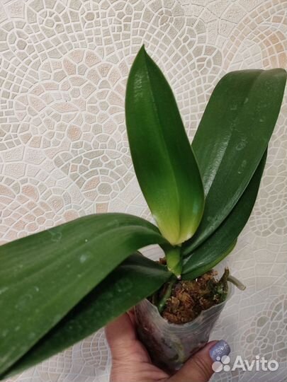 Орхидея фаленопсис