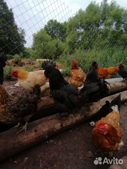 Инкубационное яйцо поместных кур