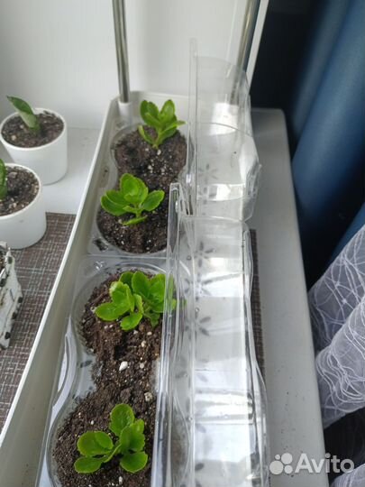 Каланхоэ цветущий и сансевиерия Ханни