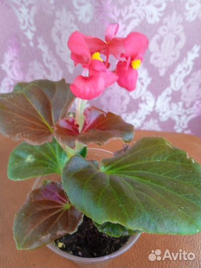 Бегония вечноцветущая