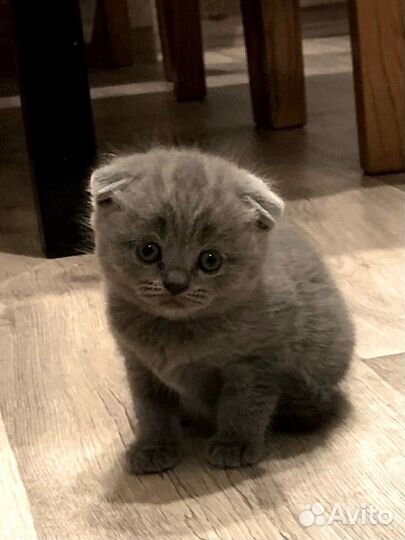 Британские котята