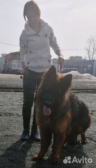 Вязка немецкая овчарка (кобель)