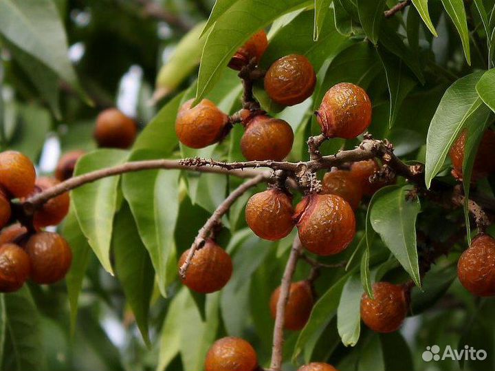 Сапиндус (мыльное дерево), семена на посадку