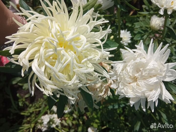 Рассада однолетних цветов