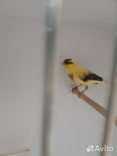 Кенар овсяночного напева с боксом