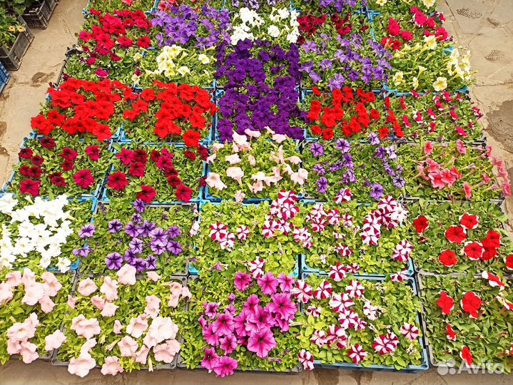 Рассада цветов