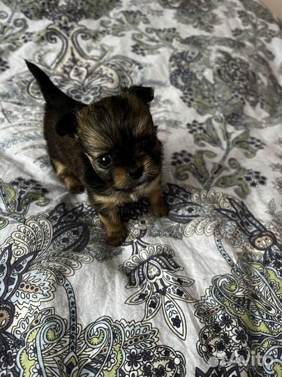 Щенки чихуахуа