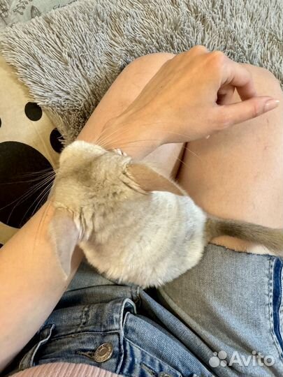 Шиншилла девочка 3 мес