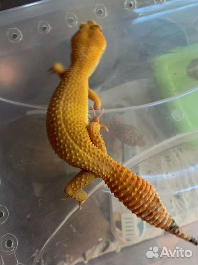 Эублефары 3 самочки