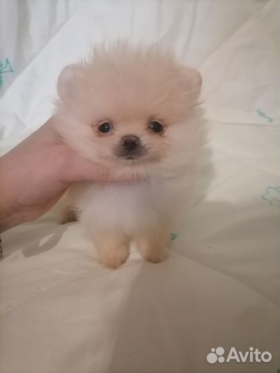 Мини мальчик шпиц