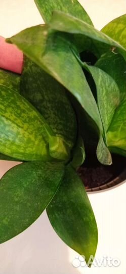 Сансевиерия низкорослая