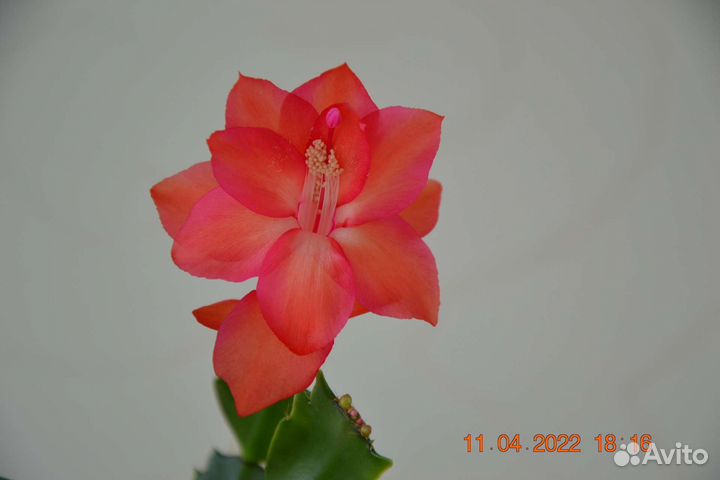 Сортовые декабристы