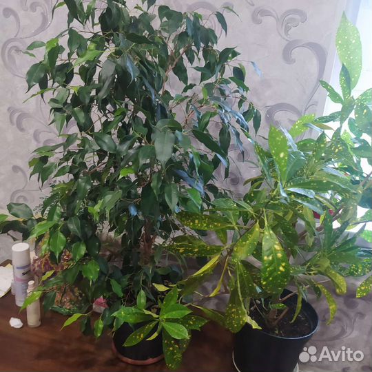 Комнатные цветы