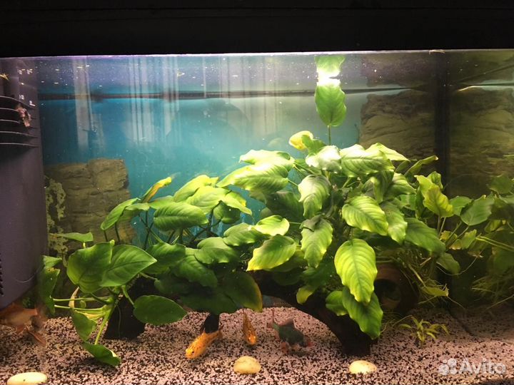 Аквариум Ferplast cayman 60 prof + тумба