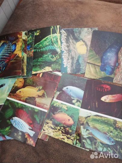 Пестрый мир аквариума.Комплкт из 25открыток 1982г