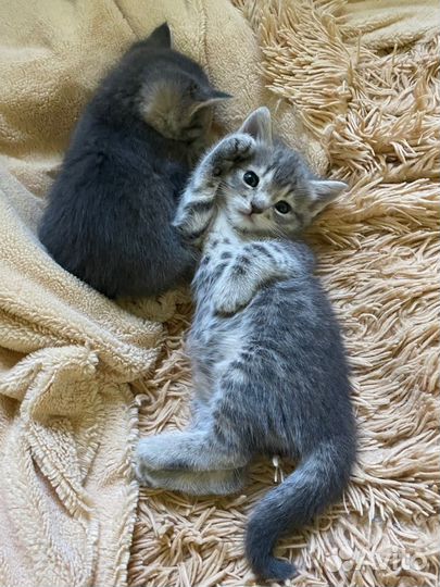 Кошки бесплатно