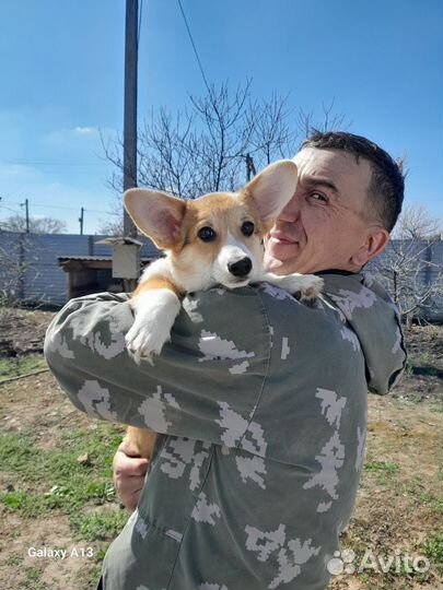 Корги щенок девочка