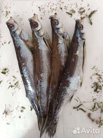 Чехонь рыба