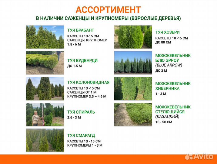 Туя брабант, вудварди, смарагд, хозери