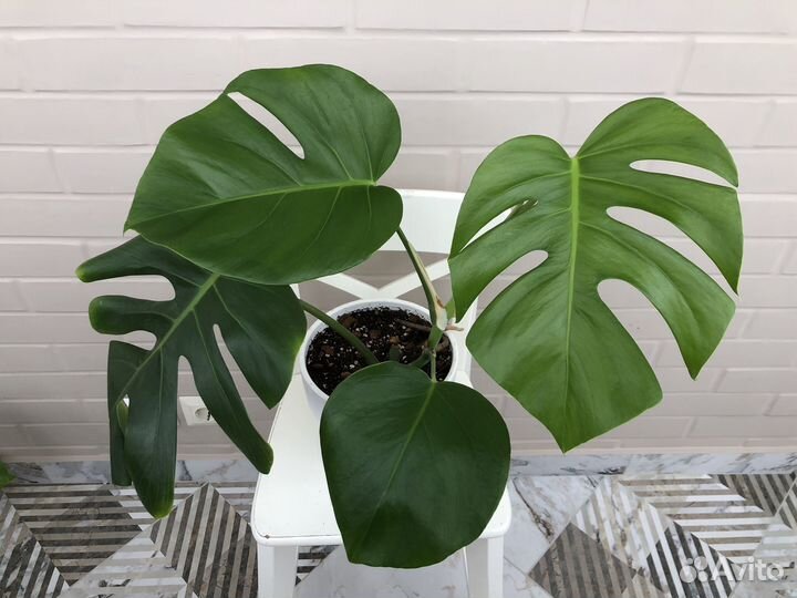 Монстера делициоза