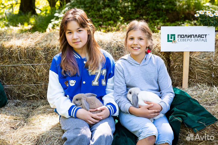 Карликовый кролик