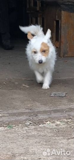 Маленькая собачка