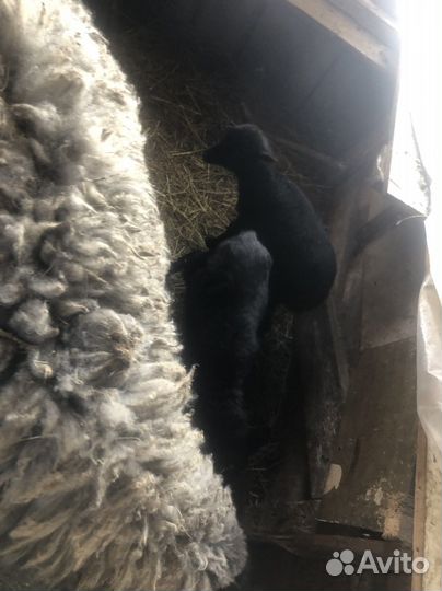 Овцы бараны ягнята романовские