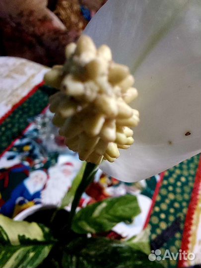 Спатифиллум домино