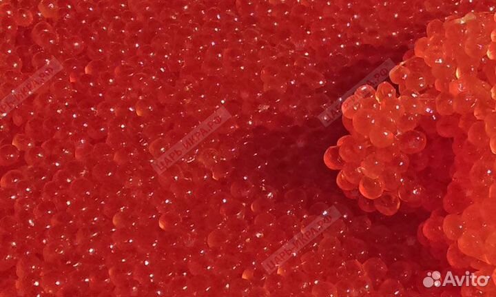 Красная икра кижуч