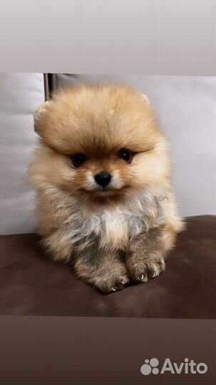 Померанский шпиц мини девочка