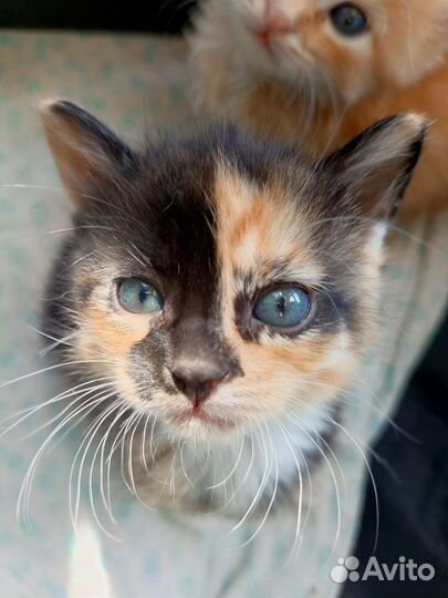 Котенок девочка трёхцветная 1,5 месяца