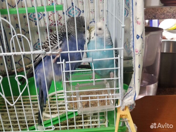 Волнистый попугай с клеткой