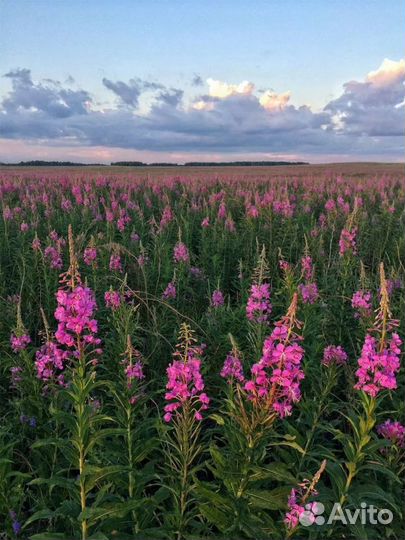 Иван-чай ферментированый Сибирский