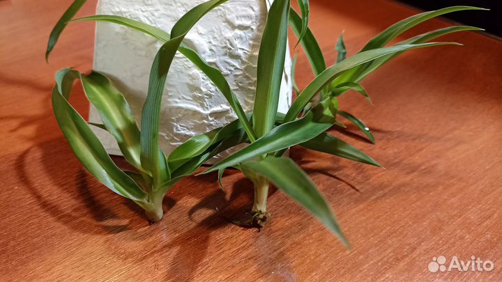 Хлорофитум, неукорененные отростки