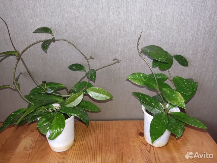 Комнатные цветы