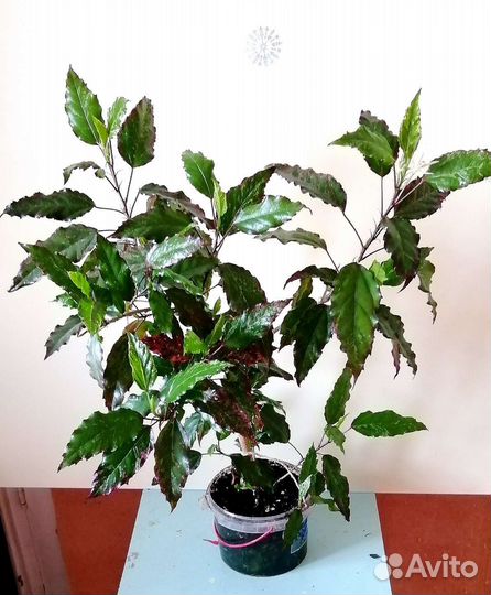 Гибискус (розан )