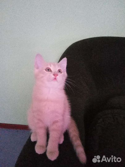 Британский котик