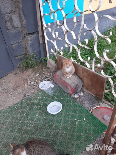 Бездомные котята