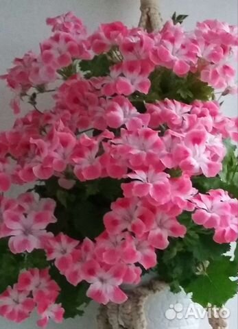 Пеларгония герань сортовая