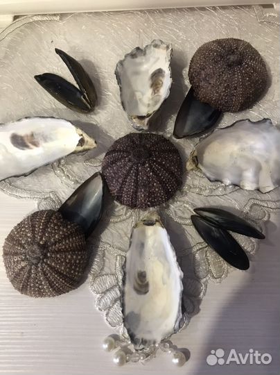 Ракушки морские