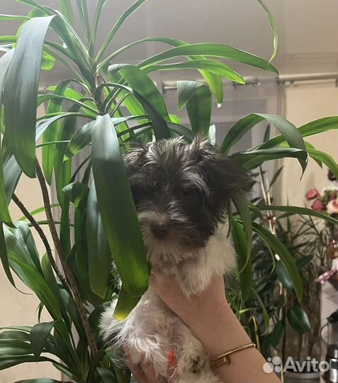 Бивер йорк биро девочка