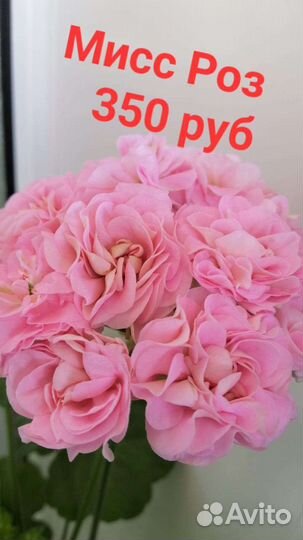 Пеларгония герань