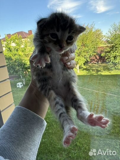 Отдам котят в добрые руки