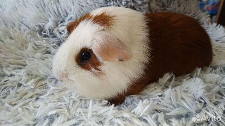 Морские свинки. Домашние питомцы для обожания