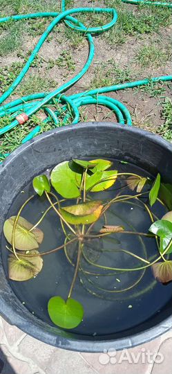 Водяная лилия